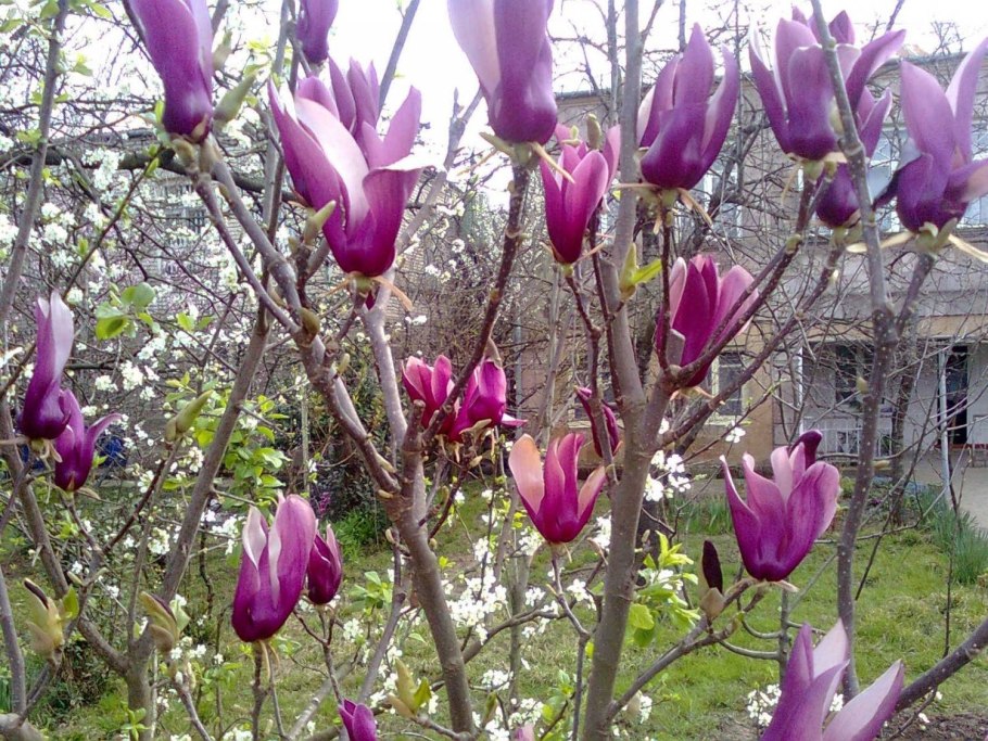 Тюльпановое дерево Лириодендрон Головинка