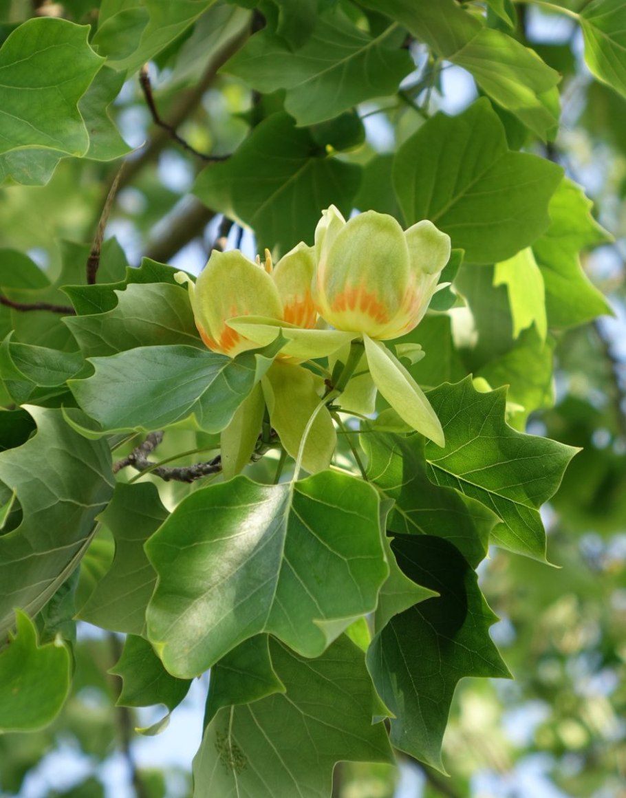 Liriodendron tulipifera тюльпановое дерево