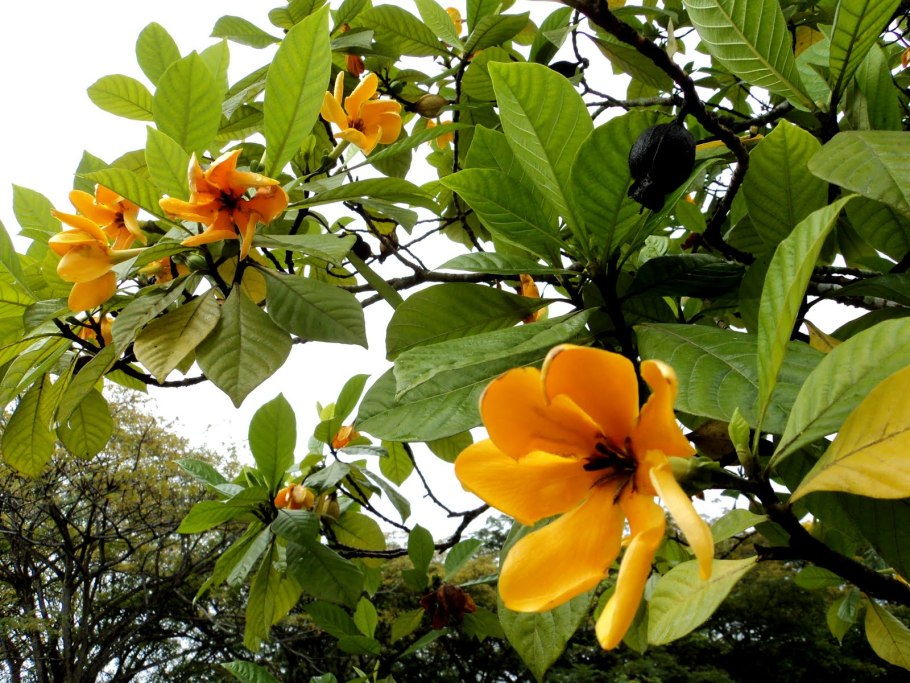 Лист лириодендрона