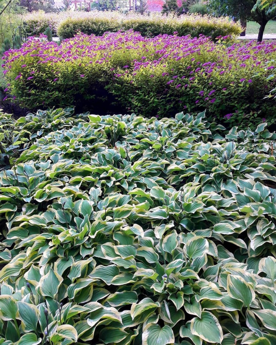 Хоста зеленая бордюр