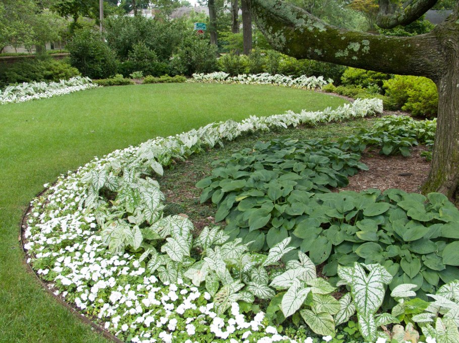 Многолетние цветочные бордюры