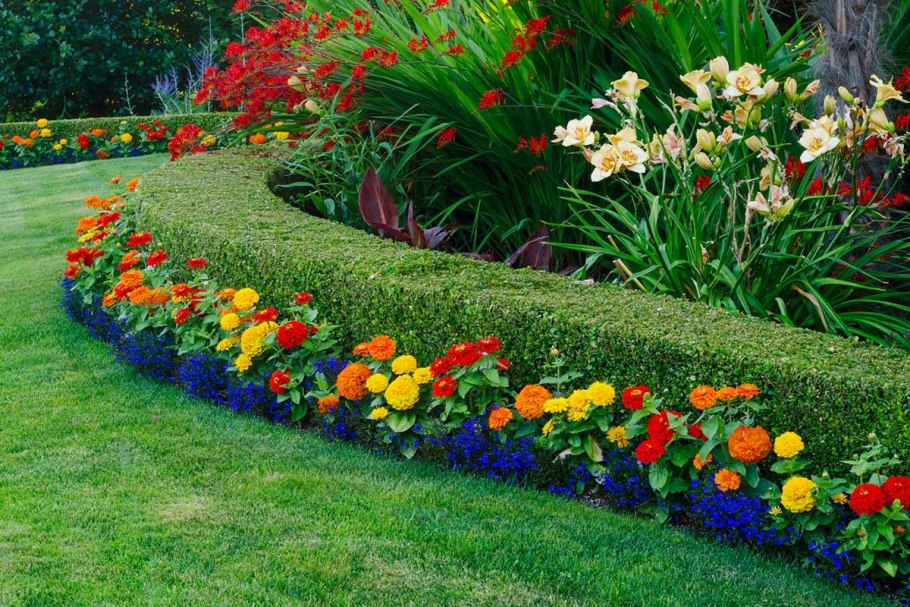 Моноклумба бархатцы