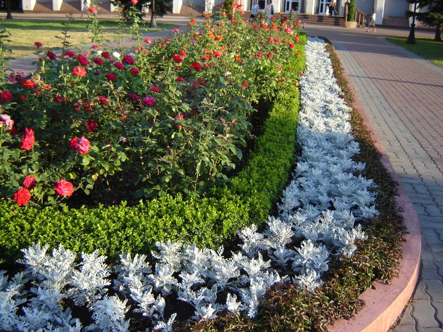 Флокс шиловидный бордюрный