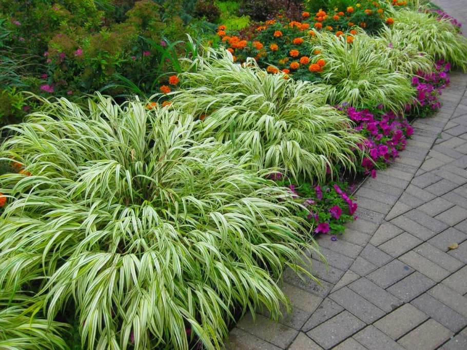 Бордюрные цветы низкорослые