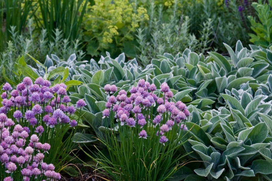 Хоста бордюрная