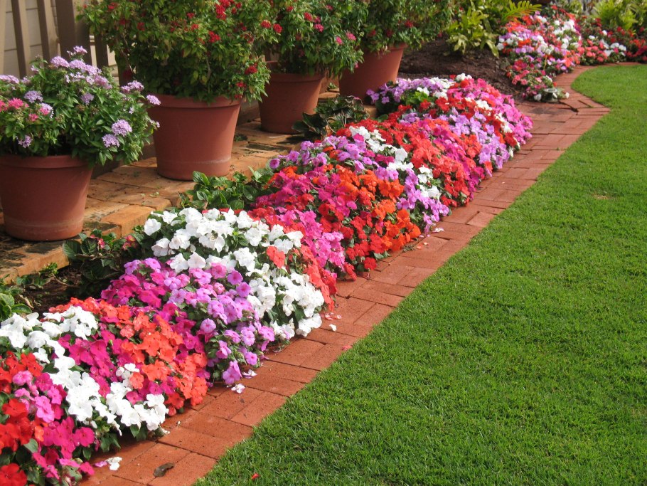 Астра карликовая бордюрная