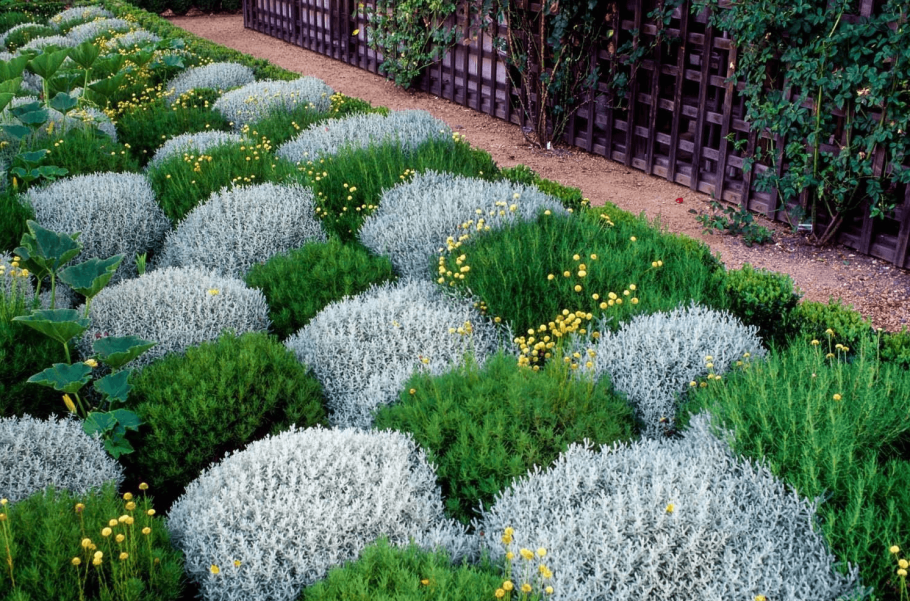 Эшшольция агератум рабатка