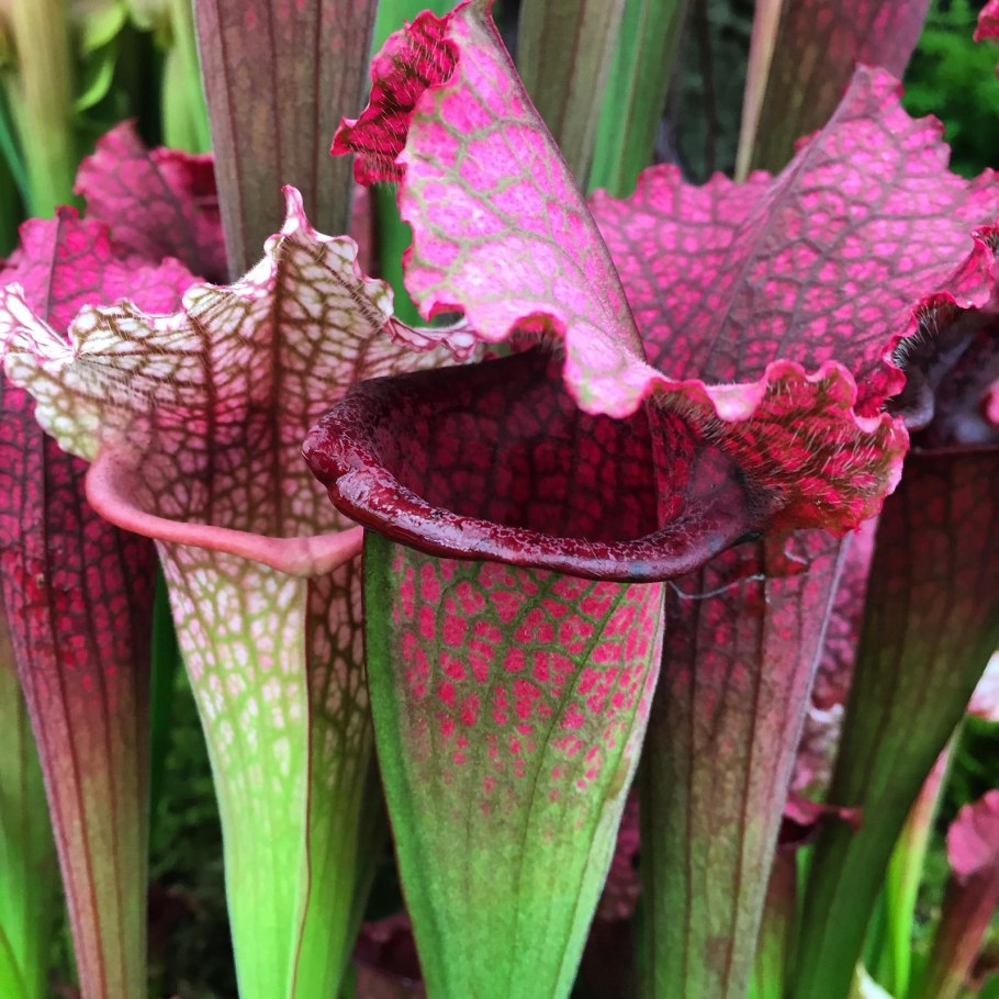 Саррацения purpurea