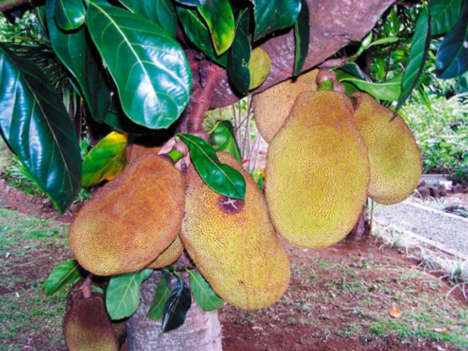 Хлебное дерево гилеи