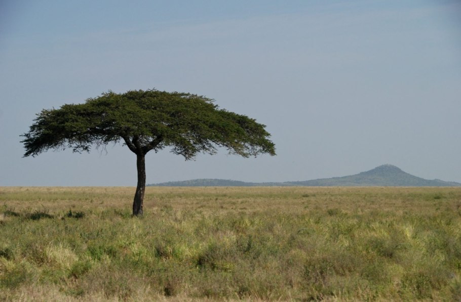 Зонтичные акации в Австралии