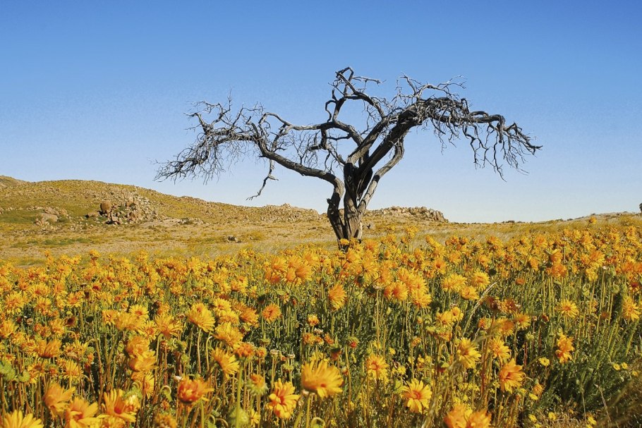 Пустыня карру в ЮАР