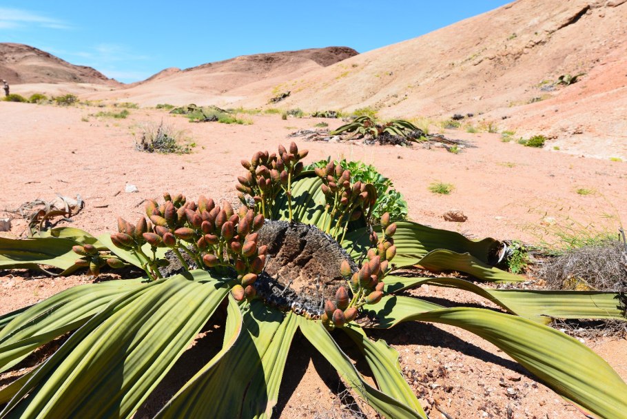 Голосеменные вельвичия