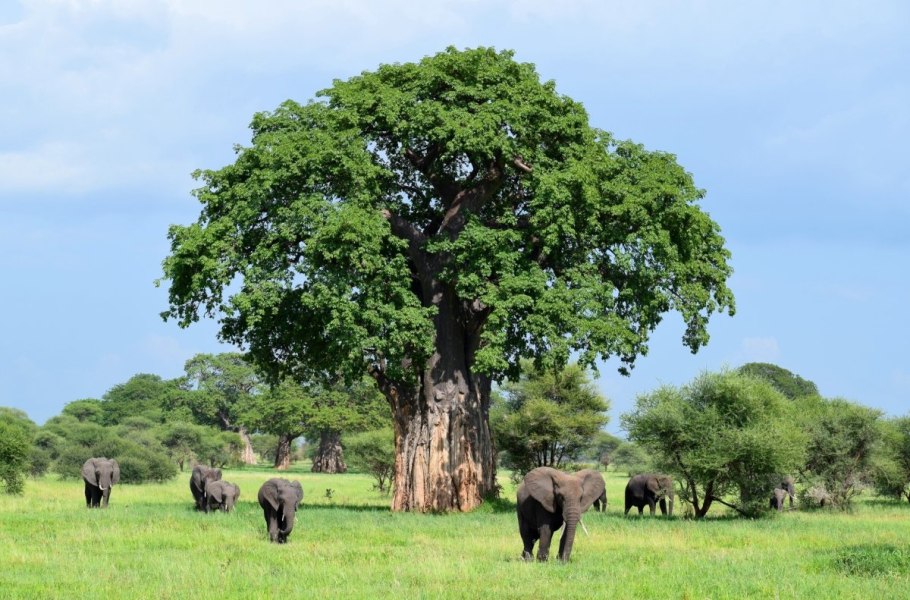 Баобаб в Танзании