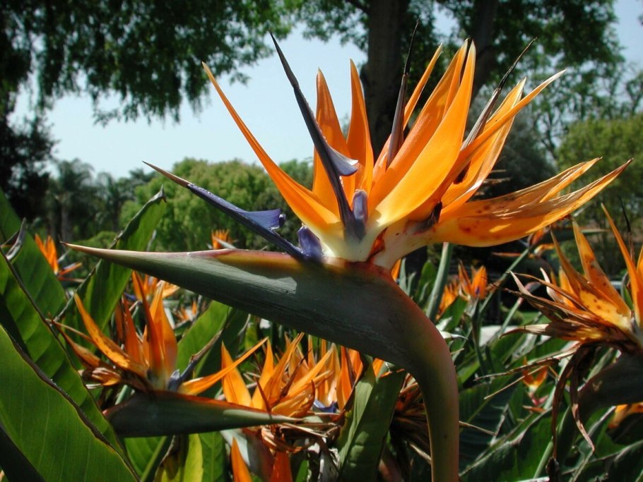 Strelitzia Reginae Стрелиция Королевская
