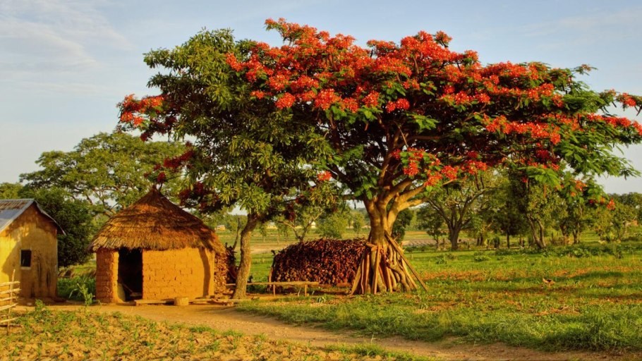 Флора Нигерии