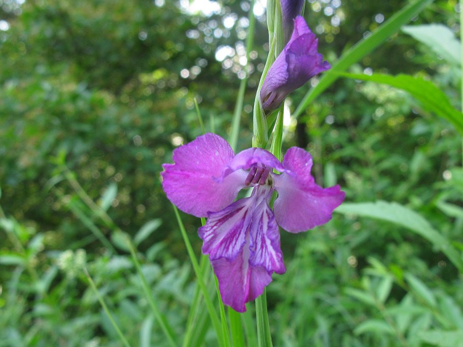 Шпажник в Ленинградской области