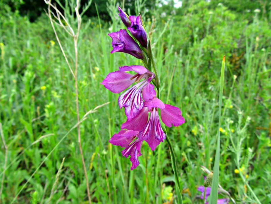 Gladiolus tenuis