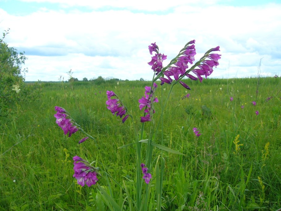 Gladiolus imbricatus