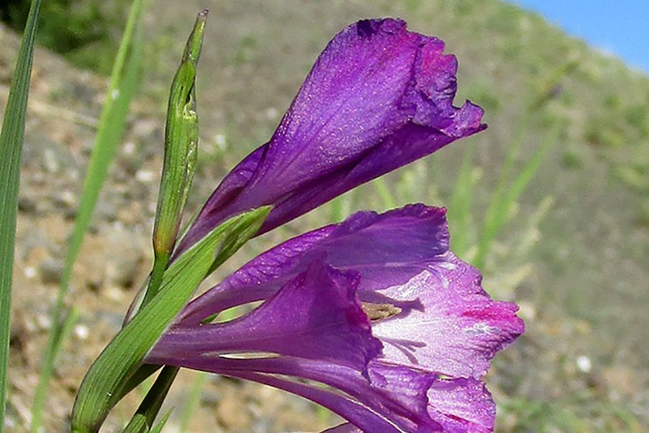 Gladiolus imbricatus
