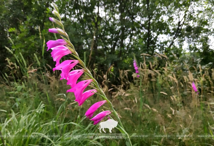 Шпажник черепитчатый