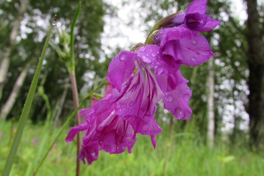 Гладиолус болотный