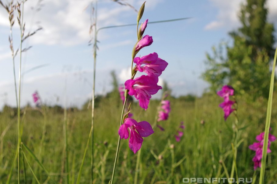 Шпажник черепитчатый