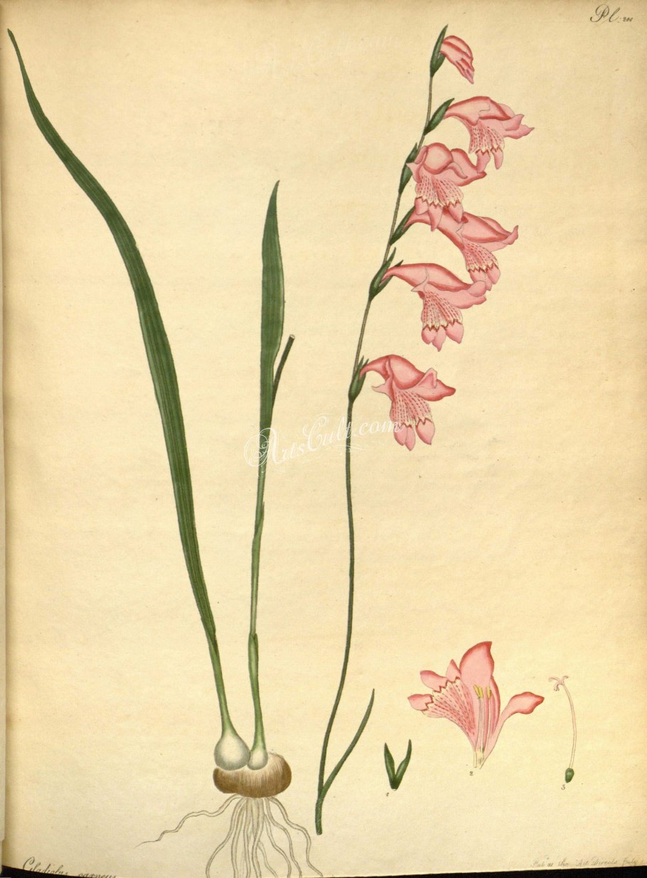 Шпажник болотный