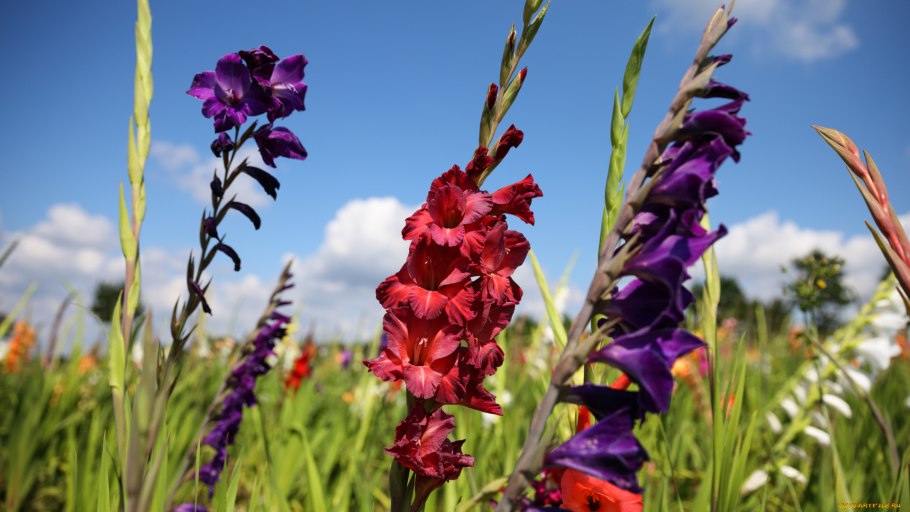 Гладиолус полевой