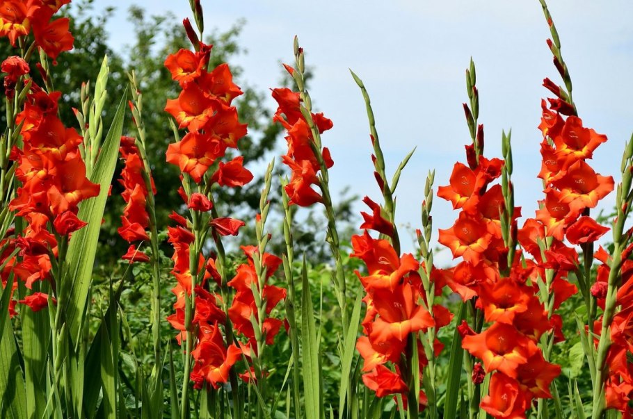 Дикий Гладиолус шпажник