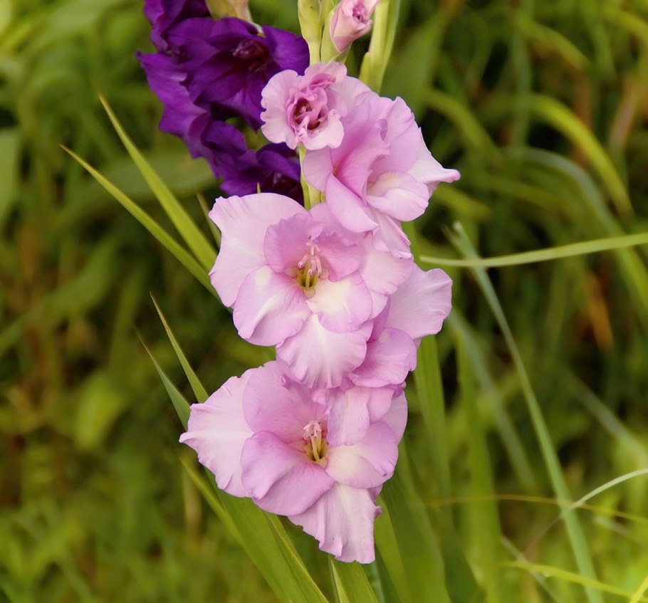 Фотообои на рабочий стол гладиолусы