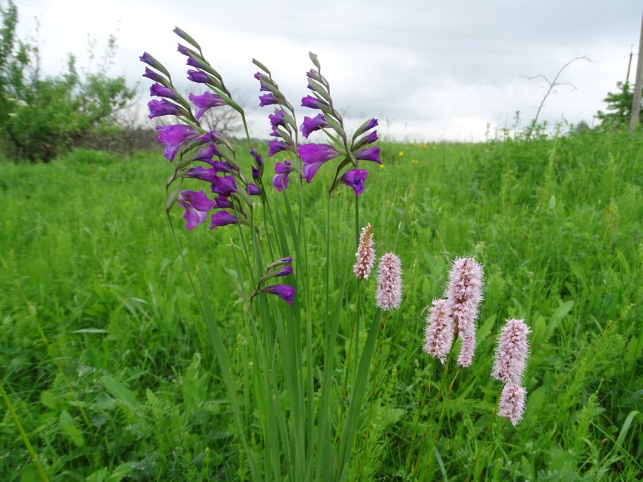 Шпажник черепитчатый - Gladiolus imbricatus