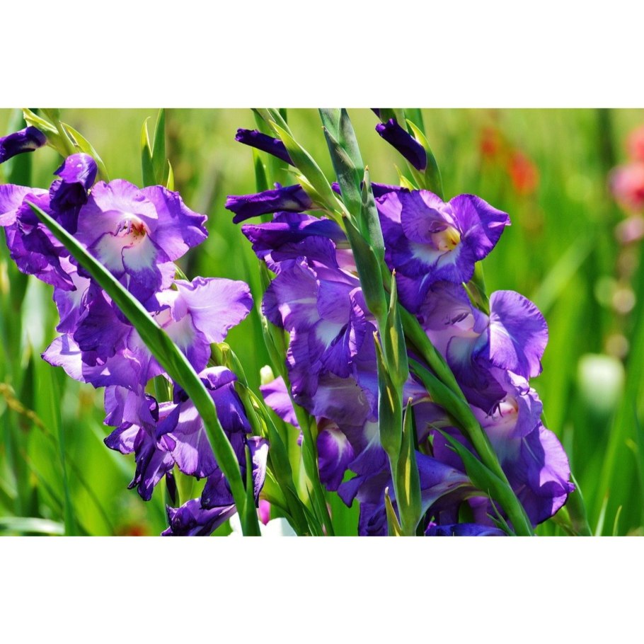 Гладиолус шпажник