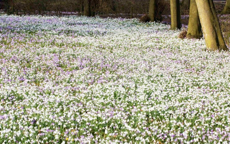 Ландышевая Полянка