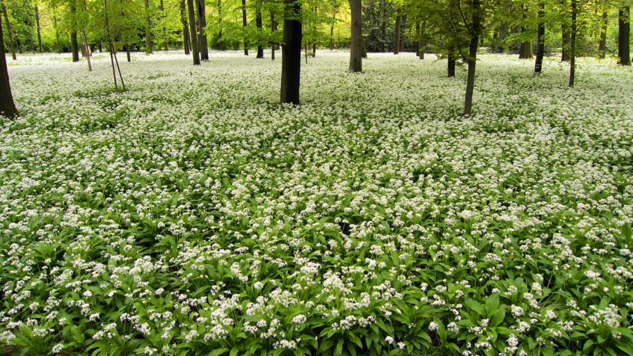 Поляна ландышей