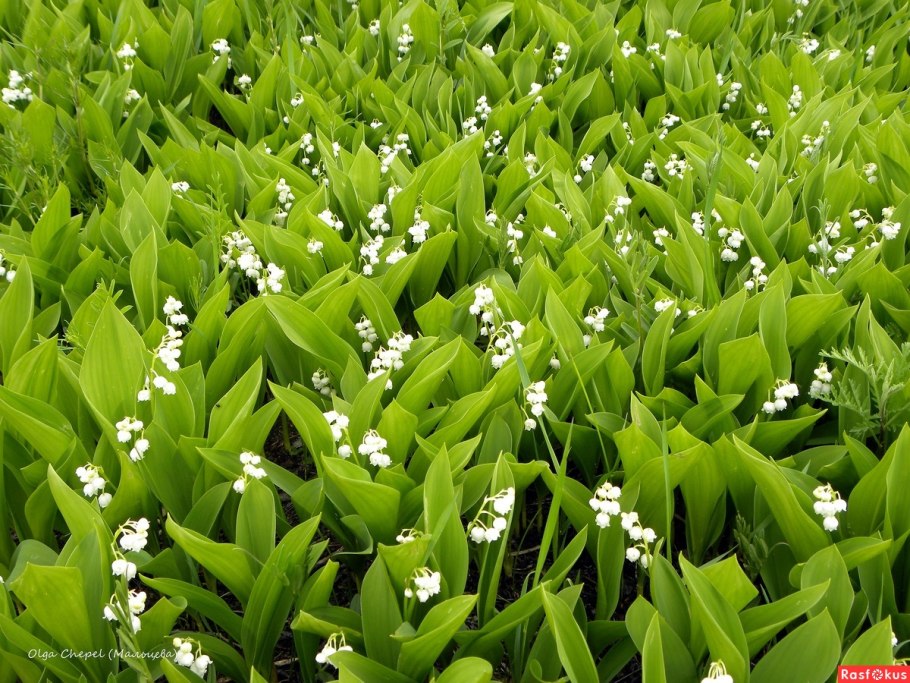 Кельтская Поляна ландышей