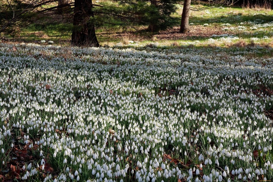 Ландыш Майский Поляна