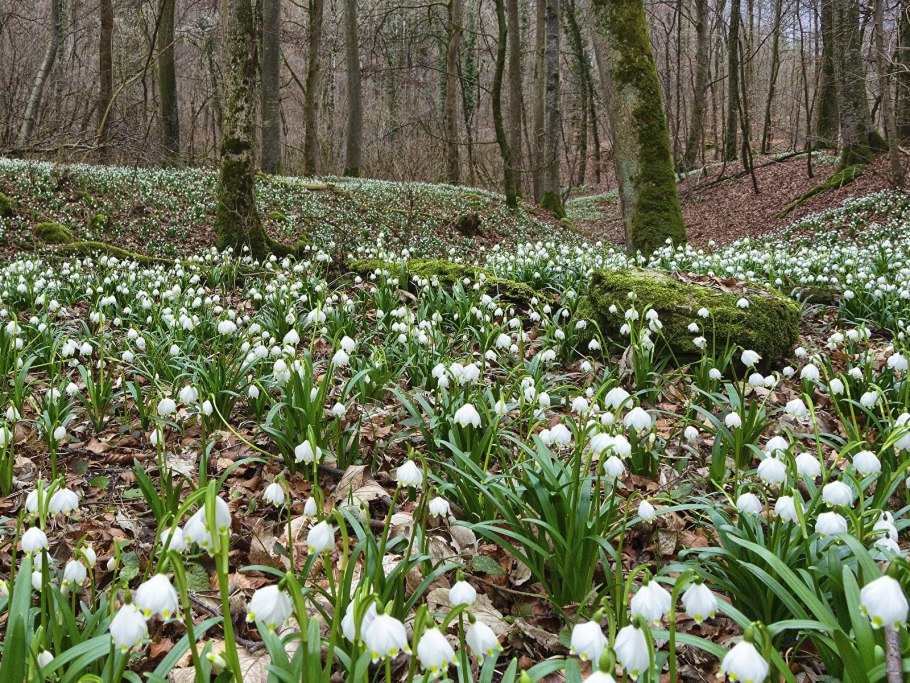 Лесной Ландыш пролеска