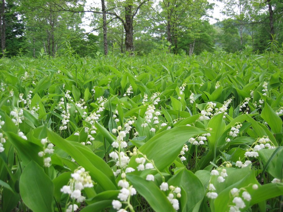 Поляна ландышей в лесу