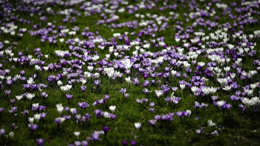 Поле с ландышами уходящее в даль