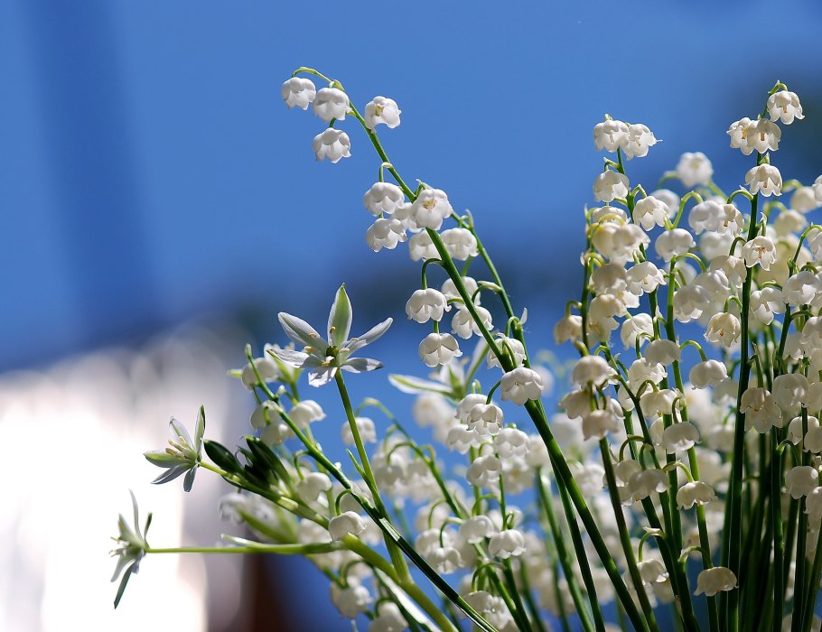 Весенние цветы на Поляне