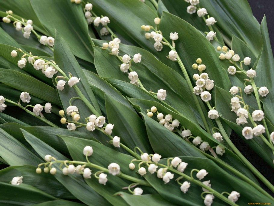 Ландыш полевой