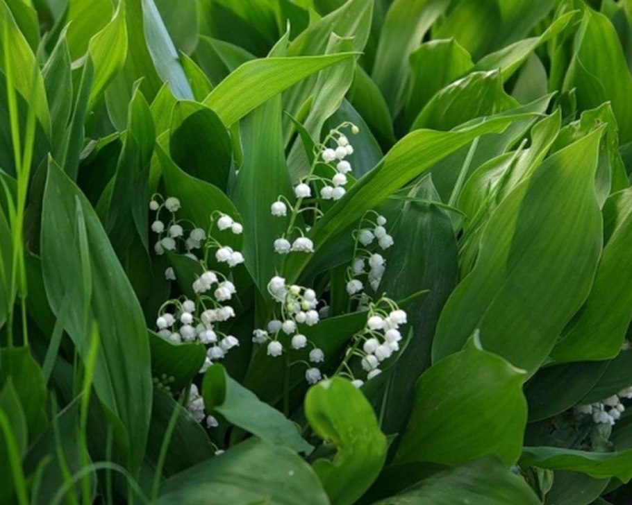 Ромашковая Поляна Хаджох