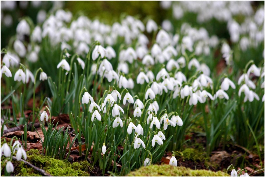 Пролеска Поляна