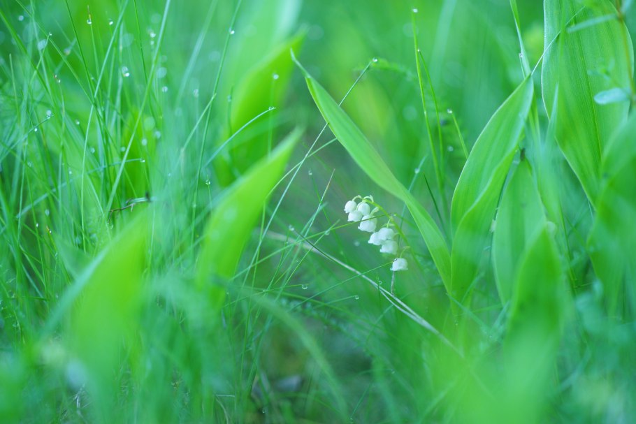Ландыш Степной