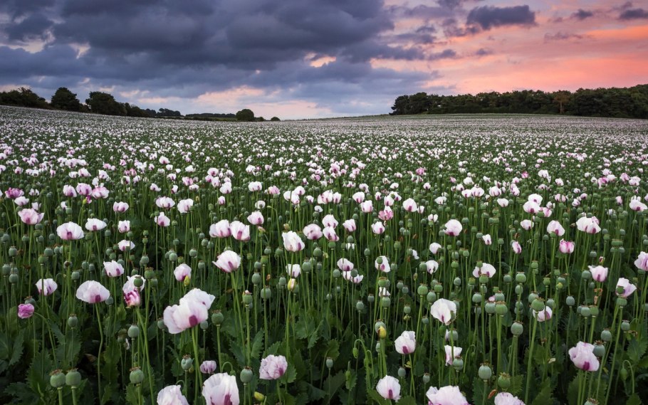 Поляна из ландышей