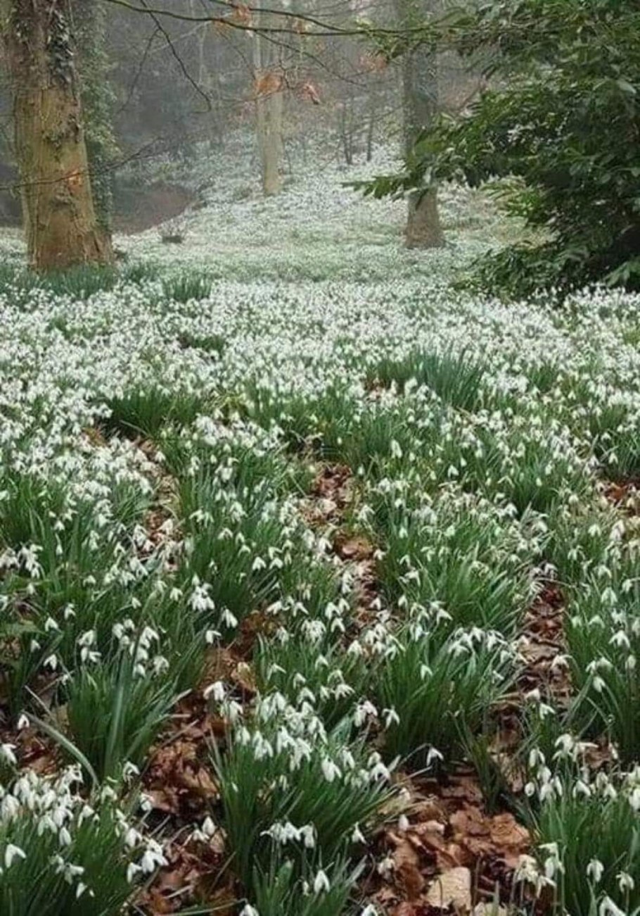 Поле белых маков