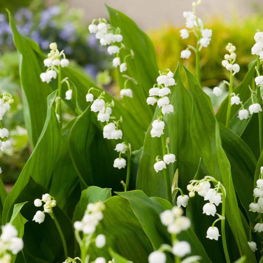 Белые Ландыши