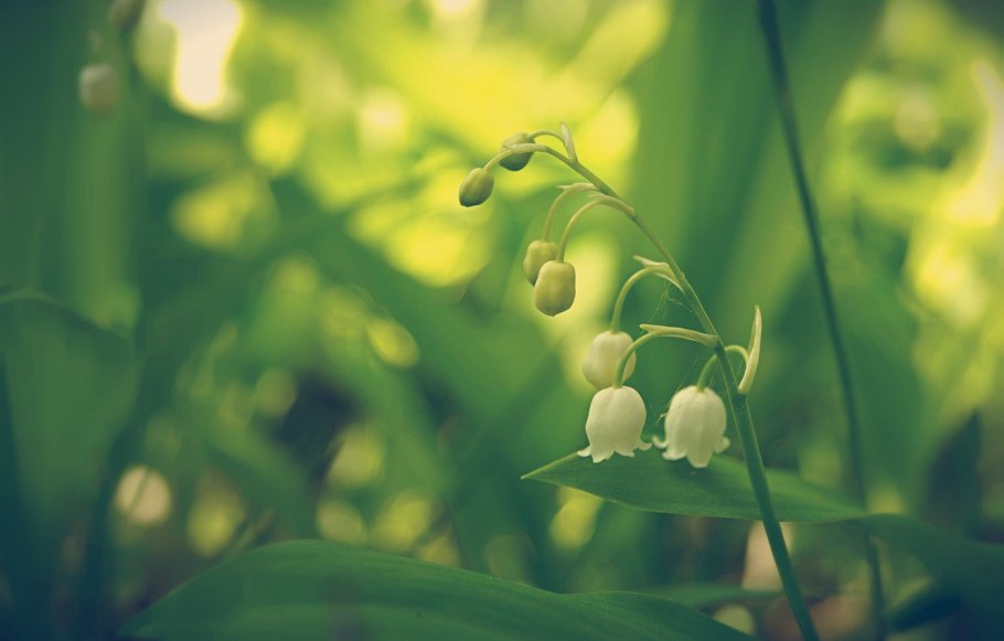 Ландыш Лесной