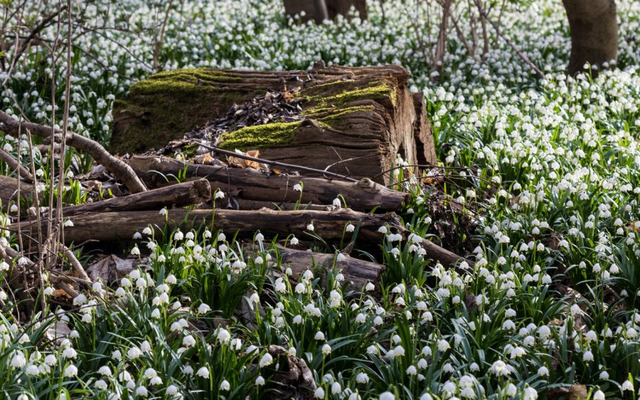 Ландыш Майский a4