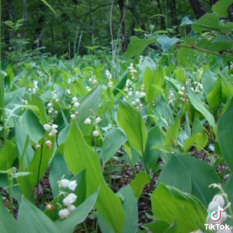 Весна в лесу